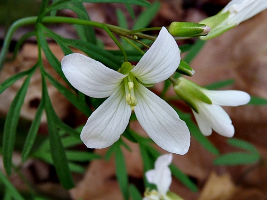 {Cardamine dissecta}